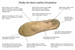 vlozky obuvi Ortopedica